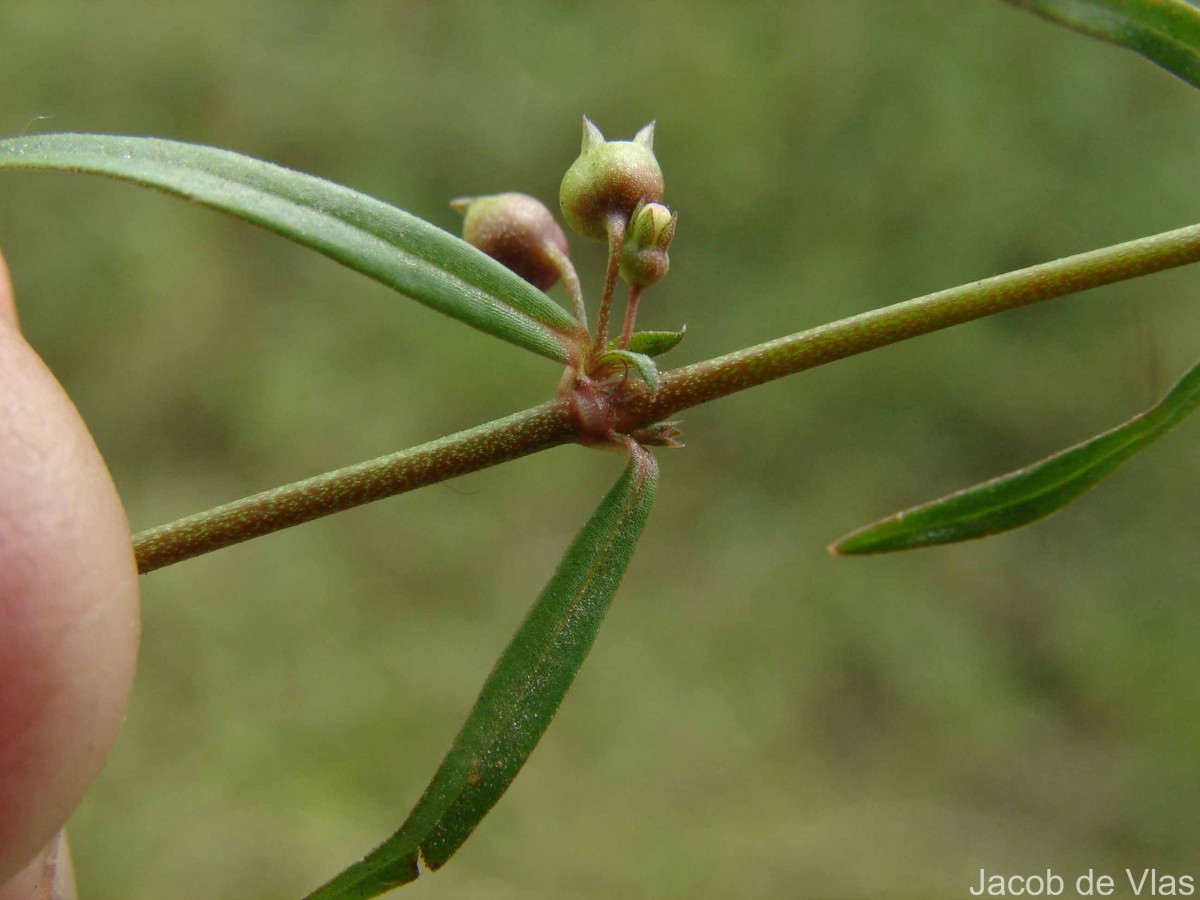 Scleromitrion diffusum (Willd.) R.J.Wang